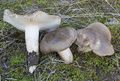 Hygrophorus agathosmus